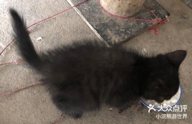 赤峰救助貓咪電話地址是多少號-第1張圖片