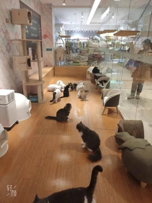 赤峰寵物店優(yōu)惠團購網(wǎng)電話號碼-第1張圖片