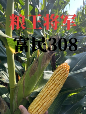 赤峰玉米大棒專賣店電話號(hào)碼-第1張圖片