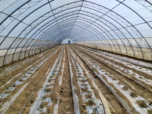 赤峰市蔬菜大棚基地-第1張圖片