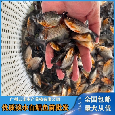 赤峰魚苗飼料廠家電話號碼-第1張圖片