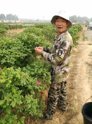 赤峰平陰玫瑰苗木基地電話號碼-第1張圖片