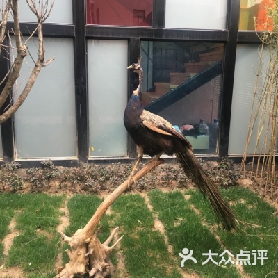 赤峰動物餐廳電話多少號碼-第1張圖片