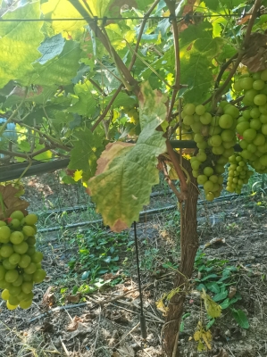 赤峰葡萄苗基地批發(fā)電話號(hào)碼-第1張圖片