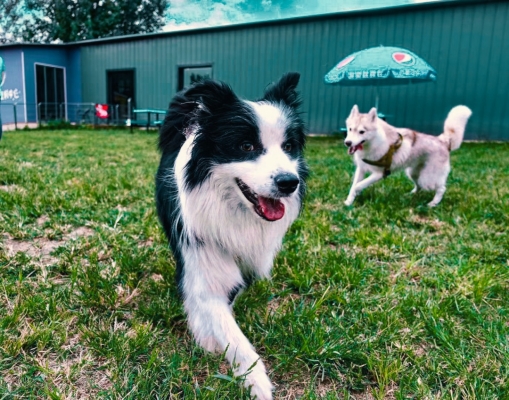 赤峰萌寵學(xué)校地址電話號(hào)碼-第1張圖片