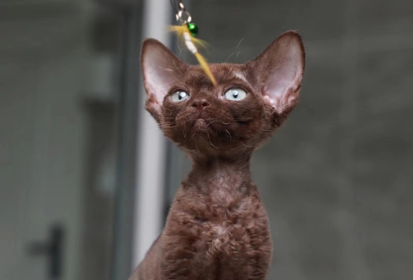 赤峰小貓免費領(lǐng)養(yǎng)地址電話號碼-第1張圖片