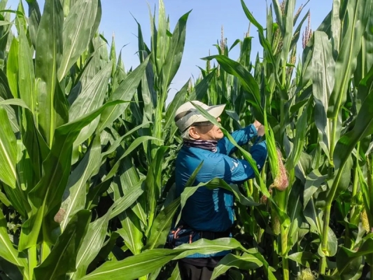 赤峰陳玉米收購(gòu)商電話地址查詢-第1張圖片