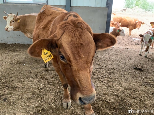 赤峰狗狗牽引車出租電話號碼-第1張圖片