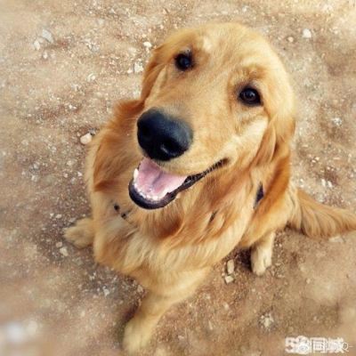 赤峰小體狗舍電話號(hào)碼查詢(xún)-第1張圖片