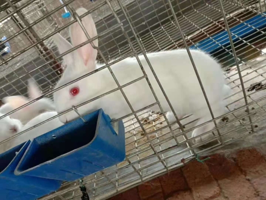 赤峰市種兔廠家電話號碼-第1張圖片