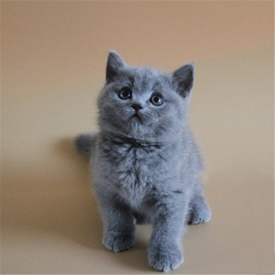 赤峰出售貓崽電話號碼是多少-第1張圖片