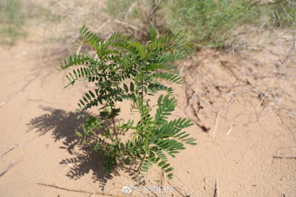 赤峰沙柳樹苗基地電話號碼-第1張圖片