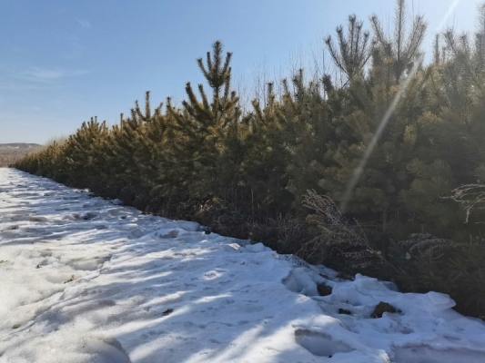 赤峰求購樟子松樹電話號碼多少-第1張圖片