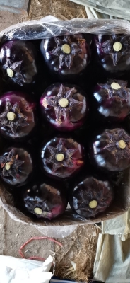 赤峰圓茄子批發(fā)電話地址查詢-第1張圖片