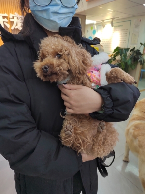 赤峰玖玥寵物醫(yī)院電話號(hào)碼-第1張圖片