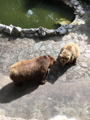 赤峰機(jī)場(chǎng)動(dòng)物園電話號(hào)碼-第1張圖片