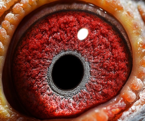 赤峰孫國林鴿舍電話號碼-第1張圖片