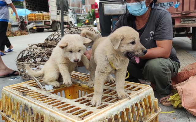 赤峰市售賣小狗電話號碼-第1張圖片