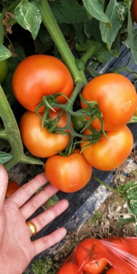 赤峰番茄苗場(chǎng)地址電話號(hào)碼-第1張圖片