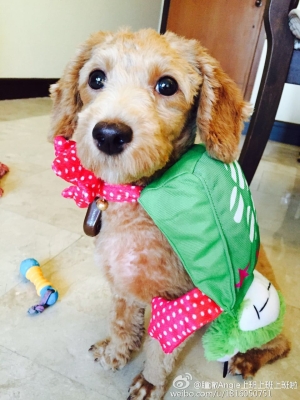 赤峰出租狗狗店電話號碼多少-第1張圖片