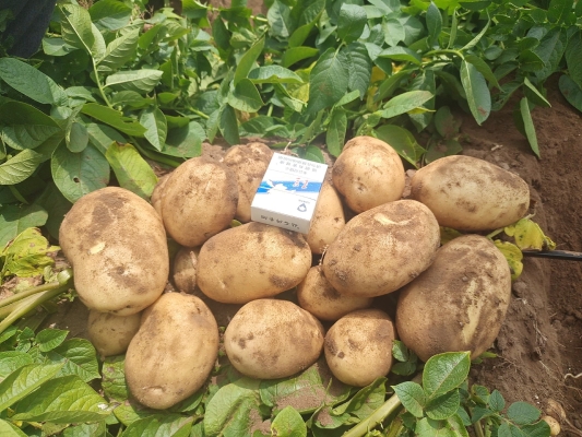 赤峰土豆代收電話-第1張圖片