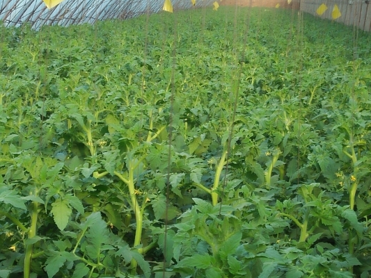 赤峰寧城觀光采摘園電話號(hào)碼-第1張圖片