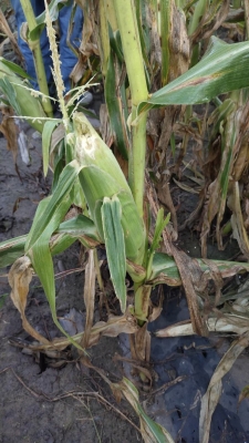 赤峰收購全珠玉米電話地址是多少-第1張圖片