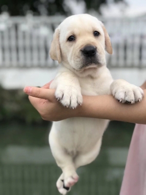 赤峰寵物狗上門收購電話號(hào)碼-第1張圖片