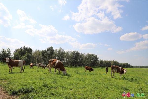 赤峰通遼收購牧草電話多少號(hào)-第1張圖片