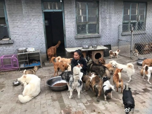 赤峰狗狗收養(yǎng)中心地址電話號(hào)碼-第1張圖片