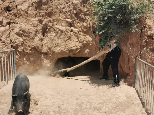 內(nèi)蒙古赤峰收豬電話是多少-第1張圖片