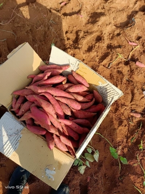 赤峰西瓜基地直發(fā)電話號碼-第1張圖片