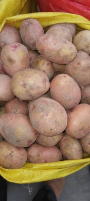 赤峰土豆批發(fā)電話是多少號-第1張圖片