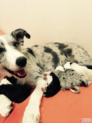 赤峰邊境牧羊犬出售電話號(hào)碼-第1張圖片