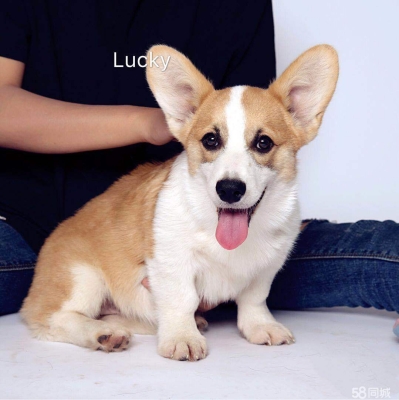 赤峰柯基繁殖中心電話(huà)號(hào)碼-第1張圖片