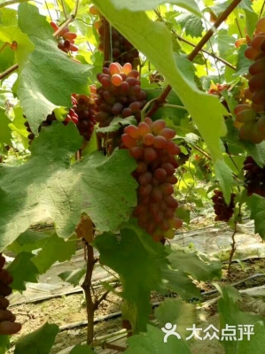 赤峰葡萄采摘園電話多少號(hào)-第1張圖片