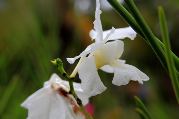 赤峰蘭花地膜經(jīng)銷商電話號碼-第1張圖片