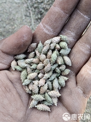 赤峰蒼耳收購電話地址是多少號-第1張圖片