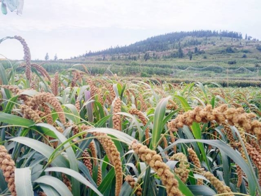 赤峰平莊徐家大棚電話地址查詢-第1張圖片