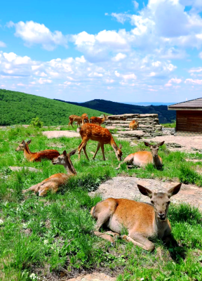 赤峰雙通駕校催教練電話號(hào)碼-第1張圖片