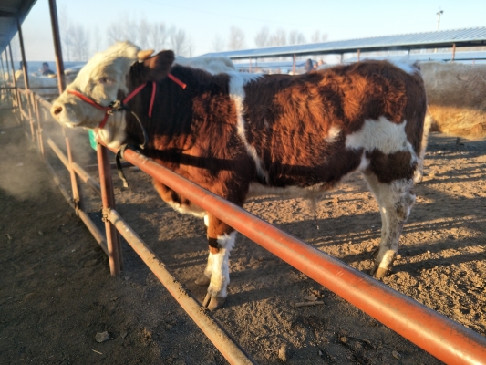 赤峰牛馬驢市場(chǎng)地址電話號(hào)碼-第1張圖片