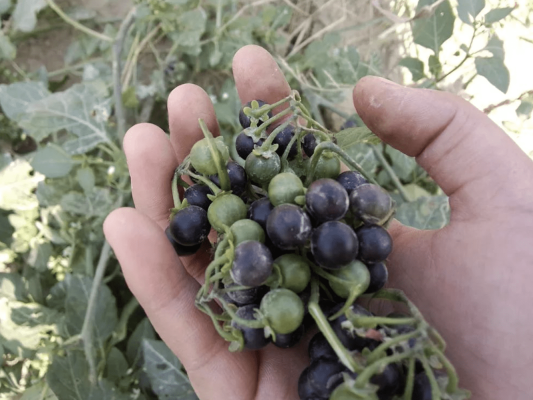 赤峰龍葵小院訂餐電話號碼查詢-第1張圖片