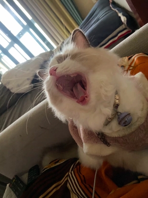 赤峰大臉貓生活館電話號碼-第1張圖片