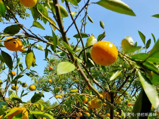 赤峰煦誠水果基地電話號(hào)碼-第1張圖片