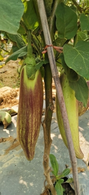 赤峰茄子種植基地電話號碼-第1張圖片