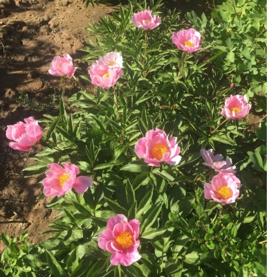 赤峰松山區(qū)新城駕校電話是多少-第1張圖片