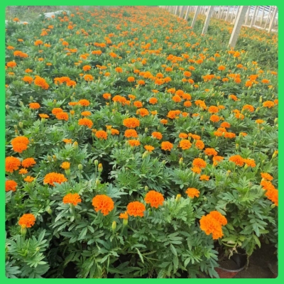 赤峰孔雀草盆栽商家電話-第1張圖片