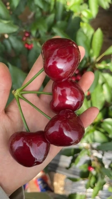 赤峰生鮮團(tuán)購櫻桃店電話號碼-第1張圖片