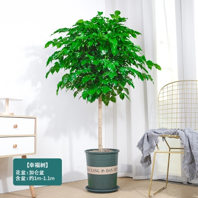 赤峰綠植送貨上門電話號碼-第1張圖片