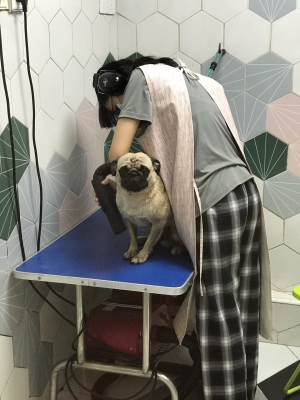 赤峰狗狗洗澡團(tuán)購電話地址查詢-第1張圖片